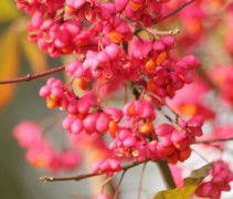 vrucht Euonymus europaeus