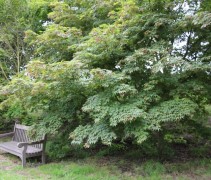 Acer palmatum Osakazuki