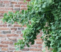 Ginkgo biloba