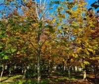 Pterocarya fraxinifolia - Vleugelnoot - herfst