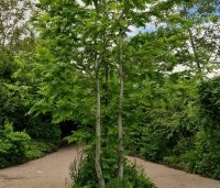 Pterocarya fraxinifolia - Vleugelnoot - 3 stammige boom