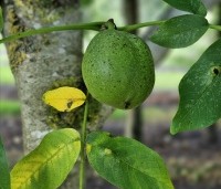 Juglans regia 'Bella Maria' - Walnoot 'Bella Maria' - 3