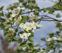 Cornus 'Eddie's White Wonder' - Grootbloemige kornoelje - 3