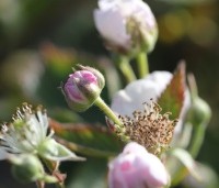 Rubus fruticosus 'Triple Crown' - Doornloze braam 'Triple Crown' - 5
