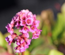 De roze Schoenlappersplant bloeit langer bij een vochtige bodem