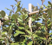 Elaeagnus Ebbingei