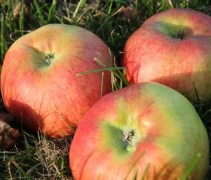 Malus domestica 'Bramley Seedling'