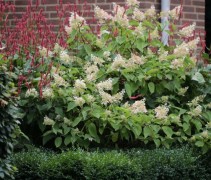 Pluimhortensia 'Pinky Winky' struiken zijn mooi te combineren met rode bloeiers