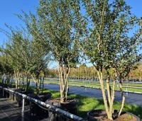 Osmanthus x burkwoodii - Schijnhulst - op kwekerij Ten Hoven Bomen najaar 2024 vak H