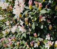 Rhododendron 'Cunningham's White' - Rododendron - haagvorm