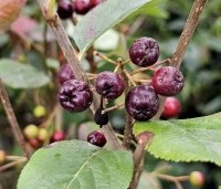 Aronia prunifolia 'Viking' - Appelbes 'Viking' - 1