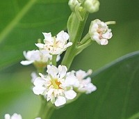 Prunus laurocerasus 'Otto Luyken' - Laurierkers 'Otto Luyken' - 1