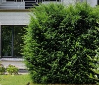Taxus baccata - Venijnboom - 1