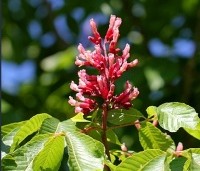 Aesculus pavia 'Atrosanguinea' - Rode pavia - 2