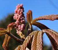 Aesculus pavia 'Atrosanguinea' - Rode pavia - 1