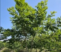 Phellodendron amurense - Amur kurkboom - blad in juli