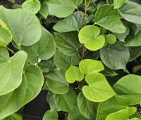 Cercis chinensis 'Avondale' - Chinese Judasboom 'Avondale'  - blad augustus