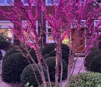 Cercis chinensis 'Avondale' - Chinese Judasboom 'Avondale'  - toepassing tuin Amsterdam by Ten Hoven Bomen.