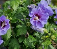 Hibiscus syriacus 'Oiseau Bleu' - Altheastruik - 1
