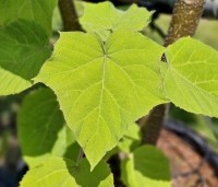 Paulownia tomentosa 'Hulsdonk' - Anna Paulownaboom 'Hulsdonk' - 2