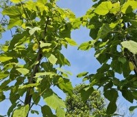 Paulownia tomentosa 'Hulsdonk' - Anna Paulownaboom 'Hulsdonk' - 3