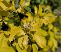 Cornus alba 'Aurea' - Witte Kornoelje 'Aurea' - 1