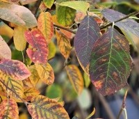 Amelanchier lamarckii - Krentenboompje - 1
