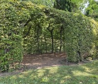 Carpinus betulus - Haagbeuk - berceau  loofgang