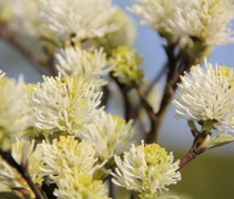 Fothergilla major bloesem