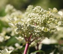 Hydrangea paniculata 'Wim's Red'