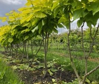 Catalpa bignonioides 'Aurea' - Gouden trompetboom - 4