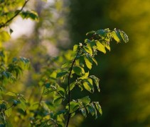 Haagbeuk 'Fastigiata', zuilvorm tak detailfoto