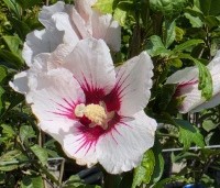 Hibiscus syriacus 'Hamabo' - Altheastruik  'Hamabo' - 1