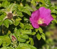 Rosa rugosa - Japanse Bottelroos - 2