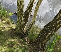 Betula pendula - Ruwe berk - 2