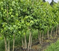 Liquidambar styraciflua - Amberboom - 1
