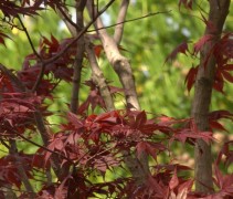 Acer palmatum 'Bloodgood' blad en stam
