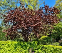 Corylus avellana 'Purpurea'