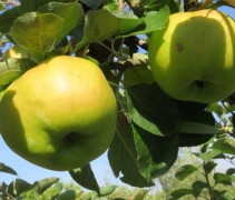 Malus bramley Seedling appel