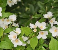 Philadelphus Belle Etoile - Jasmijn - 1