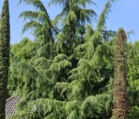 Cedrus deodara - Himalayaceder - 1