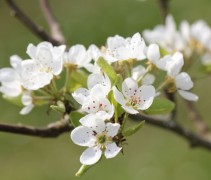 Pyrus communis 'Doyenne du Comice' bloesem