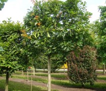 Quercus rubra schermvorm