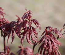 Acer palmatum 'Trompenburg'  nieuw blad
