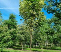 Acer platanoides 'Dummondii'