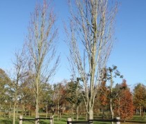 Acer rubrum 'Scanlon'
