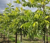 Carya illinoinensis 'Choctaw' - Pecan boom - 5