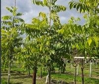 Carya illinoinensis 'Choctaw' - Pecan boom - 4