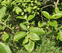Salix alba - Schietwilg - 3