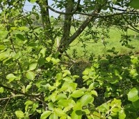 Salix alba - Schietwilg - 2
